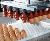 Egg packers - Vencomatic Group (2)