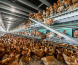 Perfect Start layers Poultry Specialists - Vencomatic Group