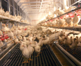 Perfect Start rearing layers Poultry Specialists - Vencomatic Group