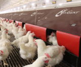 Poultry production - Vencomatic Group