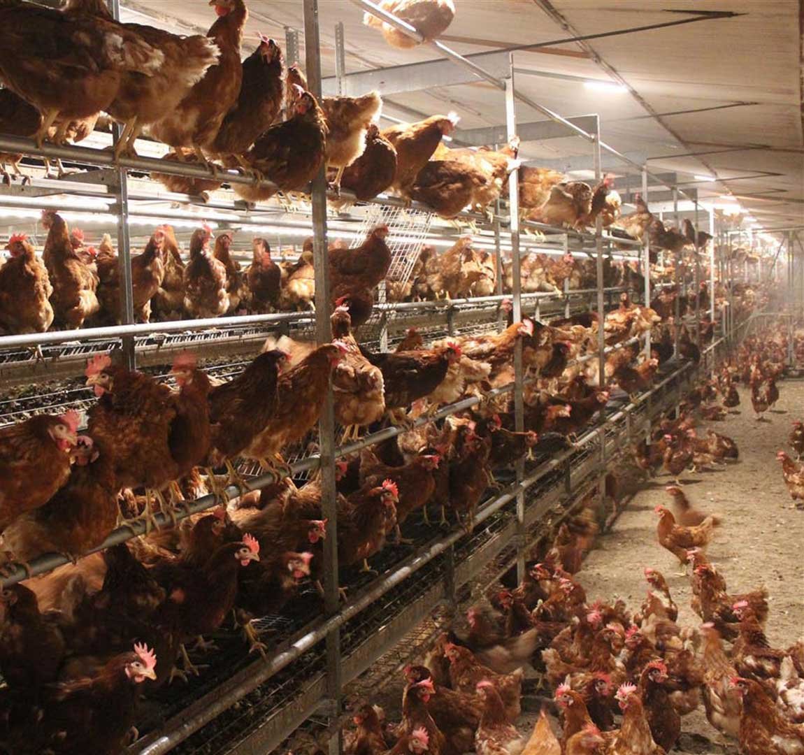 Bolegg Gallery Poultry Housing - Vencomatic Group