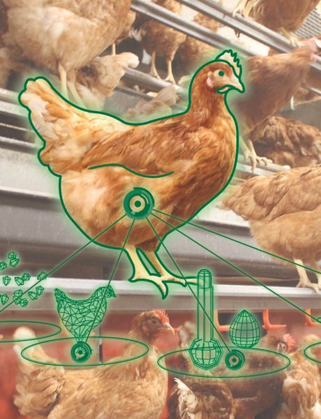 Solution detail precision farming - broiler breeders