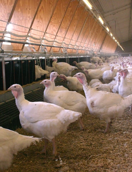 Solution detail poultry housing - turkey