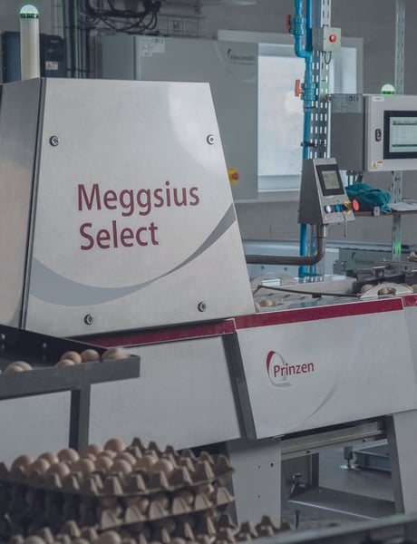 Solution pillar hatchery - Meggsius Select