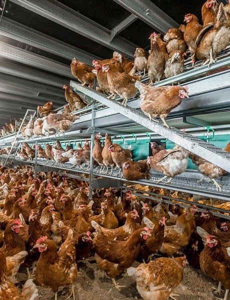 Cage-free housing layers - Vencomatic Group