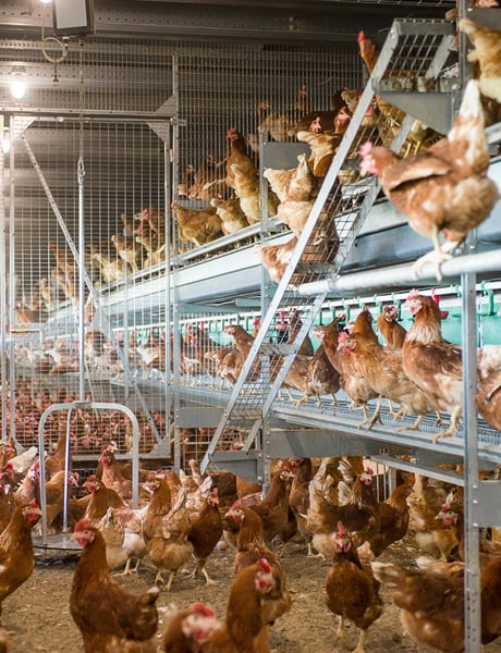 Solution detail cage-free (2)