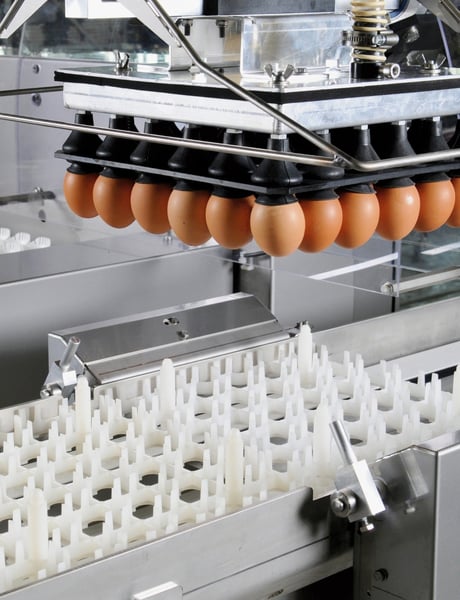 Solution egg handling broiler breeders (3)