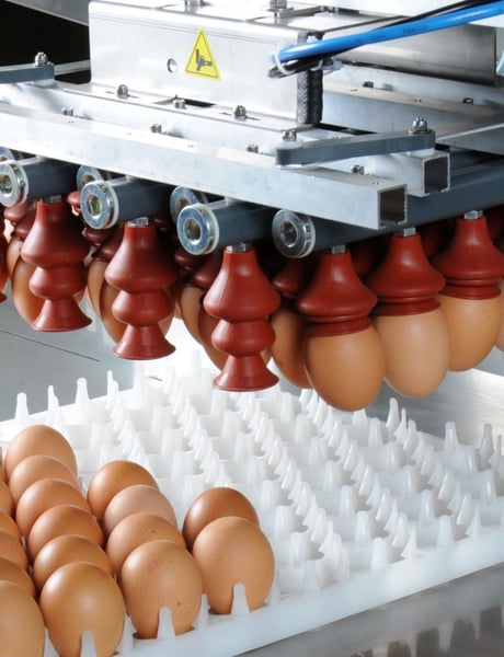 Solution egg handling layer breeders (1)