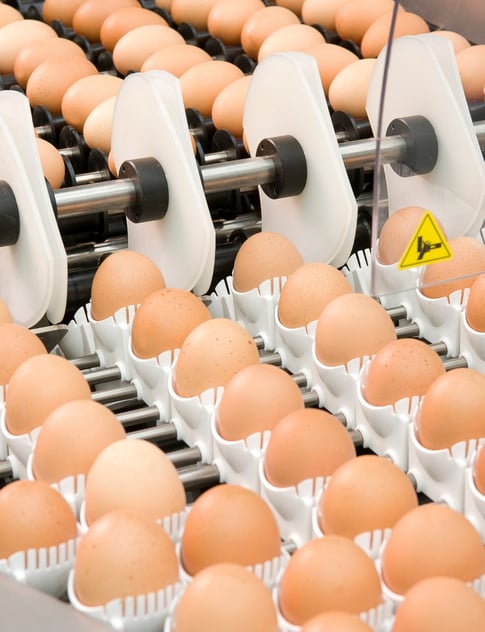 Solution egg handling layer breeders (2)