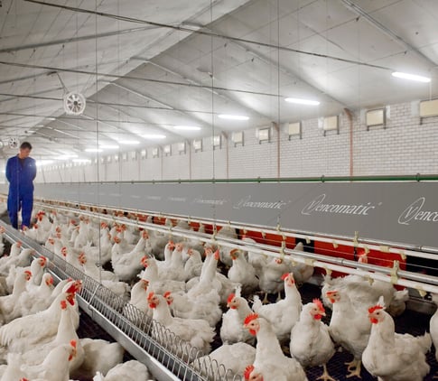 Header - Main poultry housing layer breeders