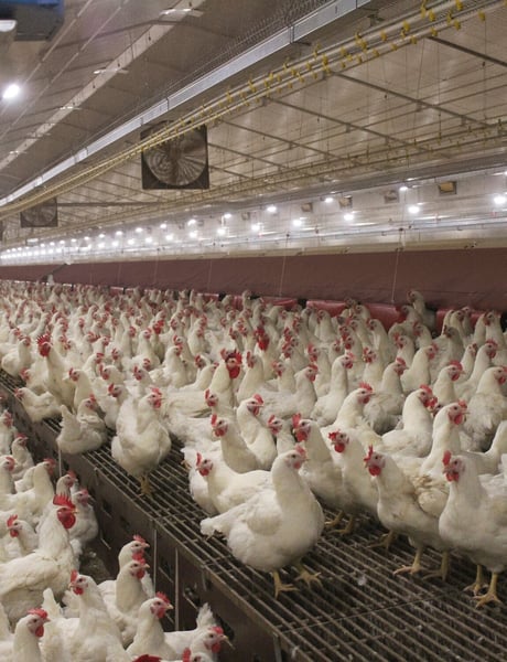 Solution detail poultry housing - broiler breeders (1)