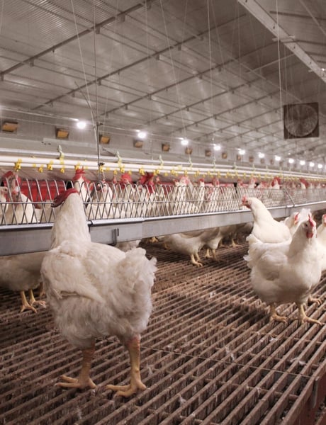 Solution detail poultry housing - broiler breeders (3)