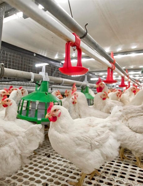 Solution detail poultry housing - layer breeders