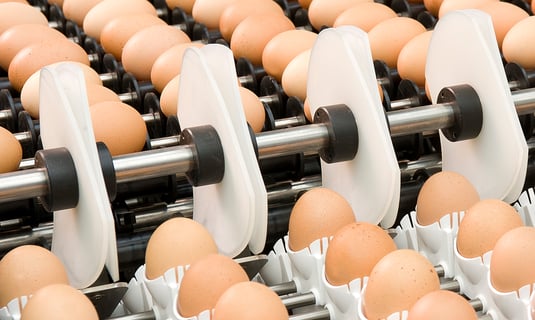 Solutions de manutention des œufs - Vencomatic Group
