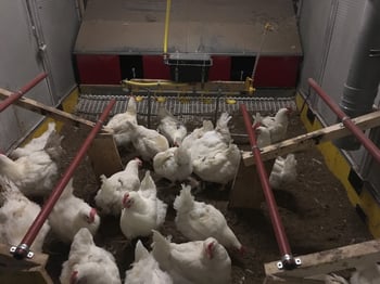 Influence of a raised slatted area in front of the nest on leg health, mating behaviour and floor eggs in broiler breeders