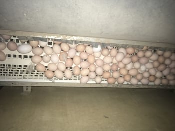 Gregarious nesting in relation to floor eggs in broiler breeders