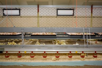 Significance of chick quality score in broiler production