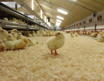 Hatching System affects Broiler Chick Behavior