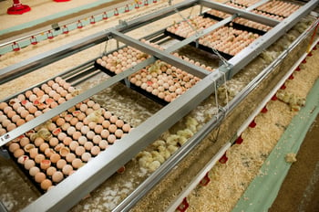 Hatching system and time effects on broiler physiology and posthatch growth