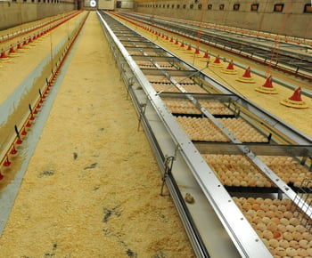 Effects of a combined hatching and brooding system on hatchability, chick weight, and mortality in broilers