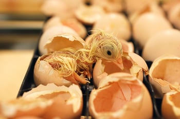 Effects of egg position during late incubation on hatching parameters and chick quality