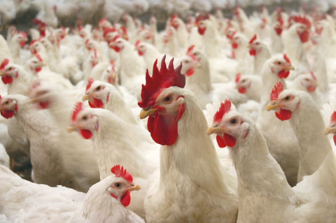 What does good rooster management in broiler breeder mean?