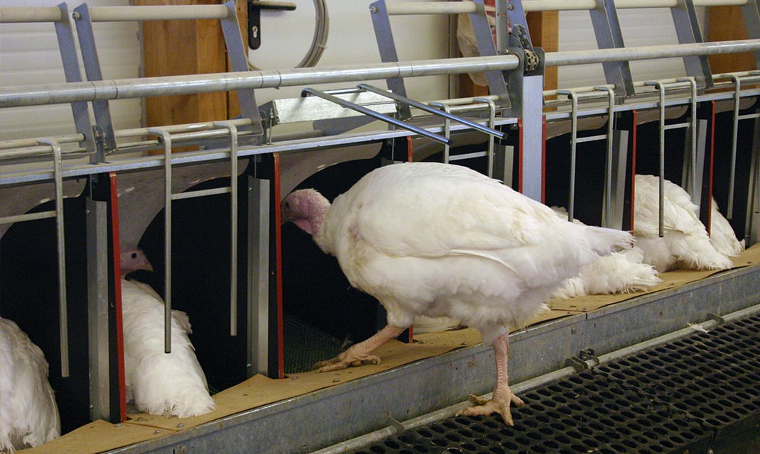 Domestic Turkey Nesting Boxes